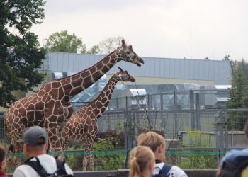 Zoo i Park Legendia - wycieczka 10.08.2023